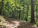 Forêt après le Saut